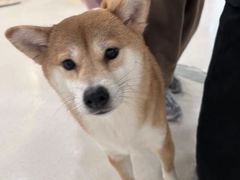 -共舞时光猫咖·狗咖(新街口店)