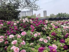 -洛阳市隋唐城遗址植物园