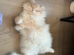 -lincat·猫舍(广州店)