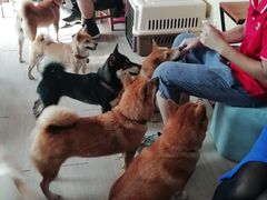 -柴犬高等学院·狗咖·柴犬售卖·宠物训练