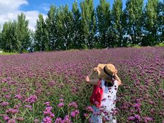 -紫颐香薰山谷景区