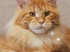 -70cat德文卷毛猫·缅因猫纯种猫舍
