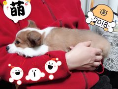 -翊宠yipet猫狗购宠庄园犬舍•猫舍