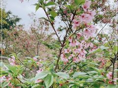 -天适樱花悠乐园