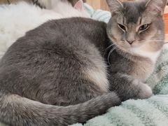 -MOCHA明星猫咖(田子坊店)
