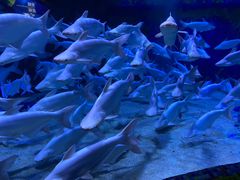 -成都浩海立方海洋公园