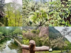 -雁荡山三折瀑景区