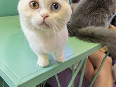-十年猫舍·猫咪专门店(普陀店)