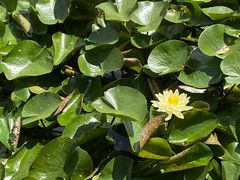 -陈家山荷花公园