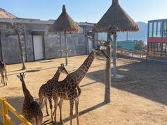 -西霞口神雕山野生动物世界