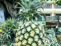 -侯臣咖啡文化村