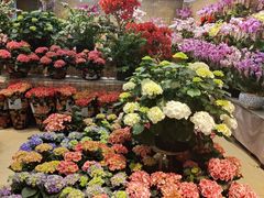 -双季花艺园艺市场(浦东店)