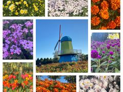 -北京国际鲜花港