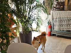 -小时光咖啡馆(北锣鼓巷店)