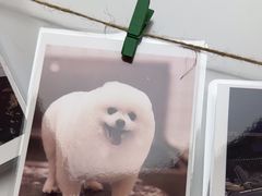 -瑞派康怡24h宠物医院·犬猫医疗中心·微创绝育(瑞景分院)