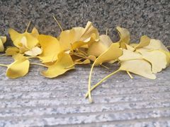 -山东大学(趵突泉校区)