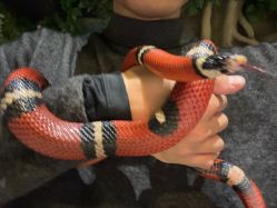 -酷嗒动物文化乐园(cutezoo西溪乐天城店)