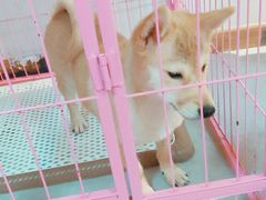 -汪说·狗咖(旺城大厦店)