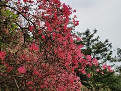 -木兰云雾山