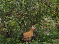 -同銮特种养殖场·龙虾垂钓