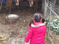 -小鱼草莓采摘园农家乐·小鱼餐厅