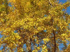 -千年银杏谷文化旅游区