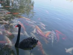 -茵特拉根酒店·西餐厅