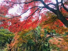 -庐山风景区花径公园