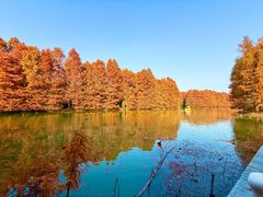 -上海海湾国家森林公园