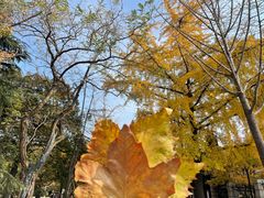 -八大关景区