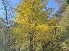 -镇江市南山风景名胜区竹林景区
