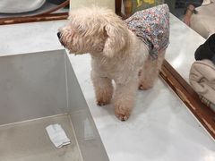 -共舞时光猫咖·狗咖(新街口店)