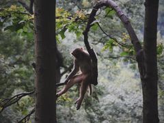 -黔灵山公园