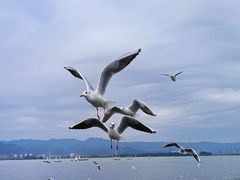 -海埂大坝