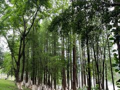 -番禺大夫山森林公园