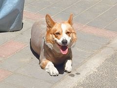 -小街猪手(团结湖店)