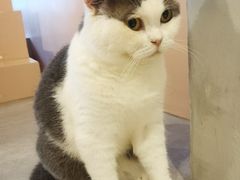 -猫儿山۰猫主题餐厅