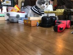 -福尔喵斯探案馆实景搜证·沉浸式剧本杀