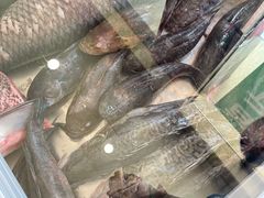 -老刘生态大鱼坊铁锅炖鱼(赛马场店)