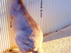 -费瑟代尔野生动物园