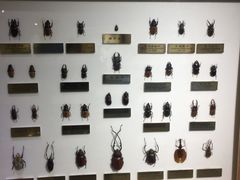 -上海昆虫博物馆