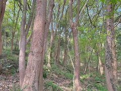 -上海佘山国家森林公园天马山园