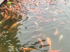 -广东圆玄道观
