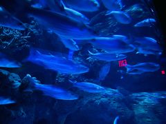 -瑞普利水族馆