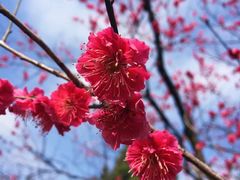 -梅花山(明孝陵内)
