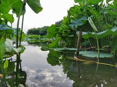-新江湾城公园