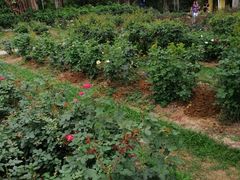 -人民公园(罗湖区)