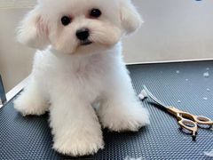 -萌宠之家·腊肠犬·马尔泰·小体犬舍