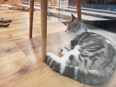 -袖虎·猫馆(体育西路店)