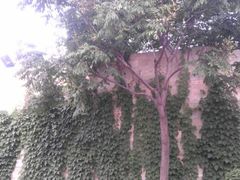 android_upload_pic-石家庄市植物园
